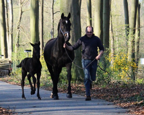 broodmare Synphonie (Westphalian, 2004, from Sir Bedo)