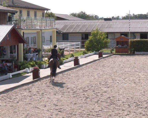 Reitturnier Gerasdorf bei Wien 2024