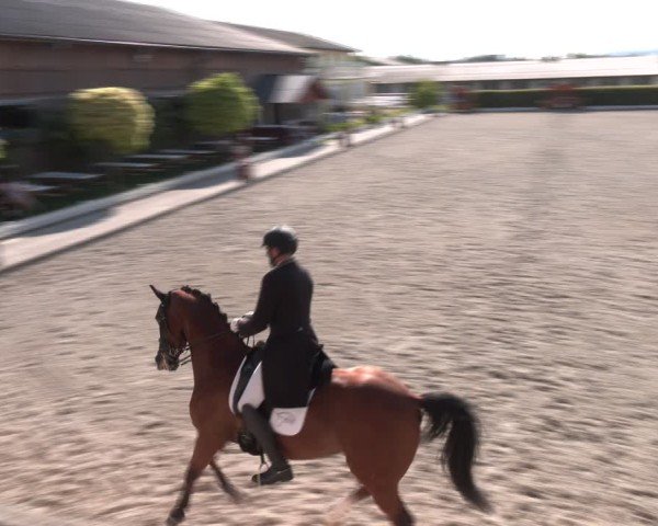 Reitturnier Gerasdorf bei Wien 2024