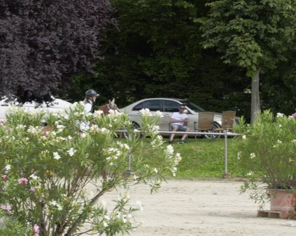 Reitturnier Oberderdingen 2024