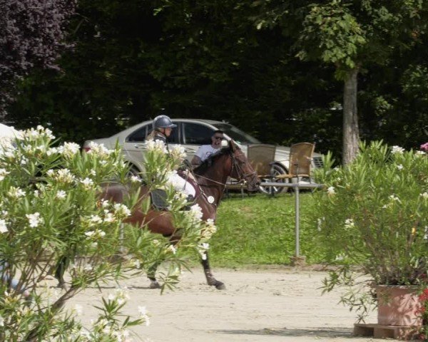 Reitturnier Oberderdingen 2024