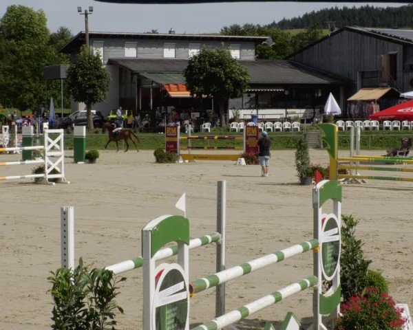 Reitturnier Oberderdingen 2024