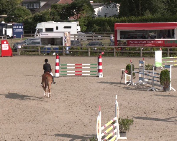 Reitturnier Münster-Amelsbüren 2024