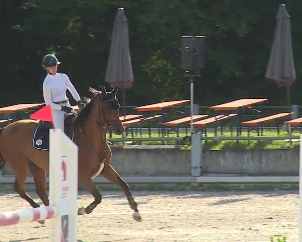 Reitturnier Grafenrheinfeld/Ufr. 2024