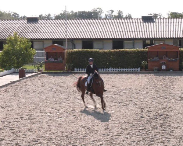 Reitturnier Gerasdorf bei Wien 2024