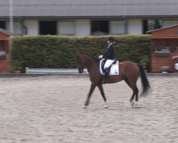 Reitturnier Gerasdorf bei Wien 2024