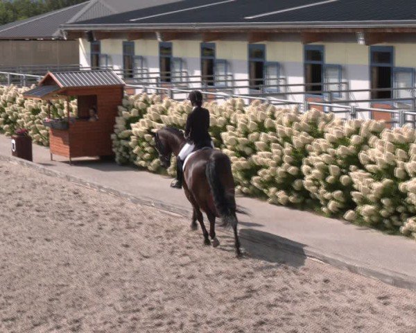 Reitturnier Gerasdorf bei Wien 2024