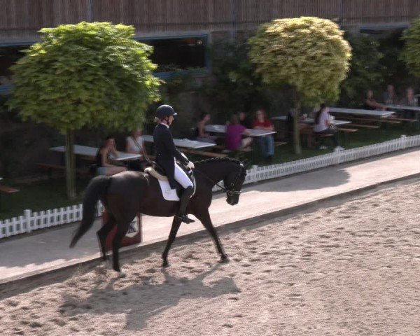 Reitturnier Gerasdorf bei Wien 2024