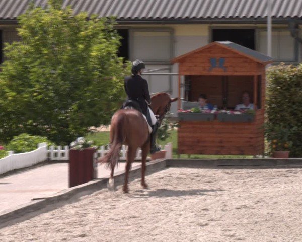 Reitturnier Gerasdorf bei Wien 2024