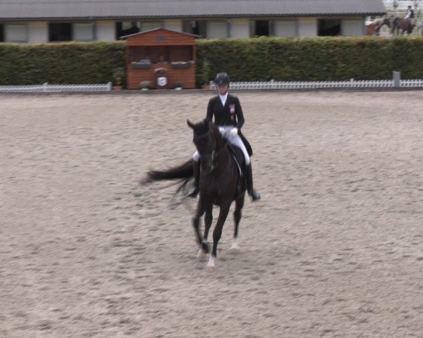 Reitturnier Gerasdorf bei Wien 2024