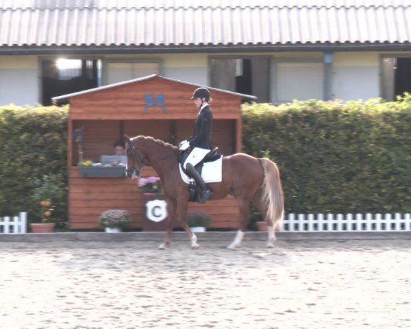 Reitturnier Gerasdorf bei Wien 2024