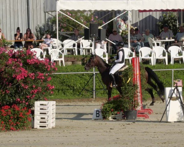 Reitturnier Oberderdingen 2024