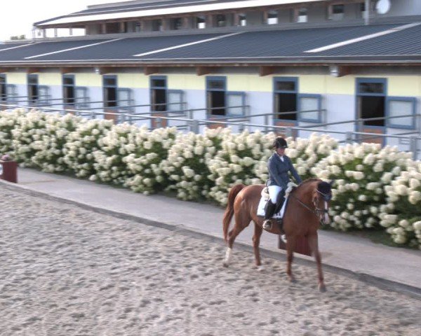 Reitturnier Gerasdorf bei Wien 2024