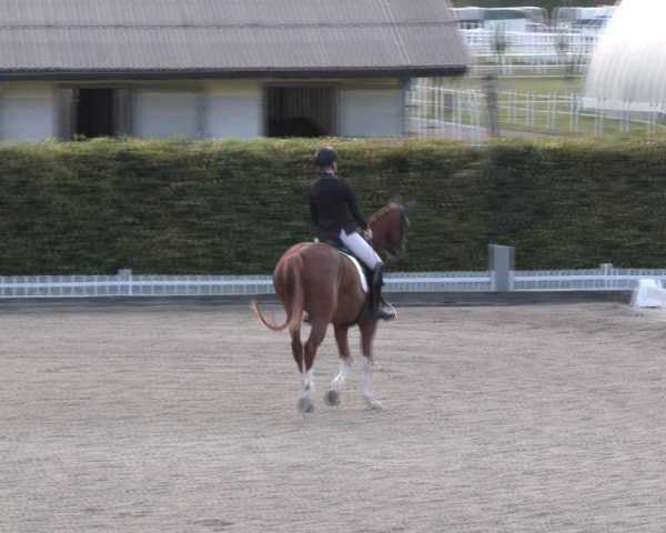 Reitturnier Gerasdorf bei Wien 2024