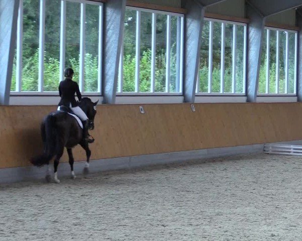 Reitturnier Münster-Amelsbüren 2024
