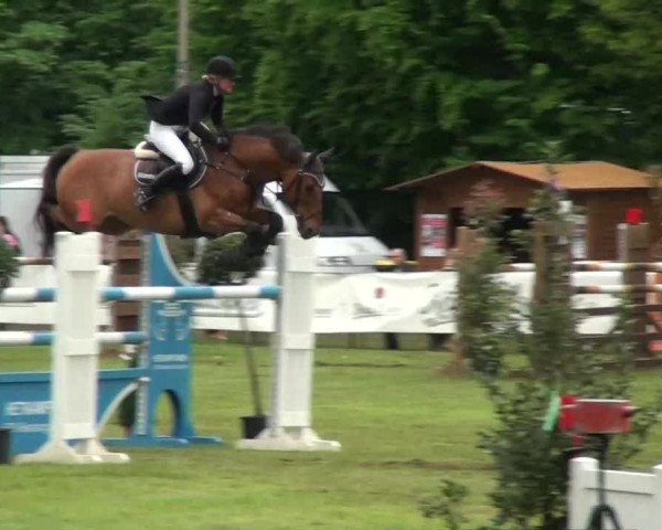 Pfingst-Dressur- und Springturnier 2013 des ZRFV Borken
