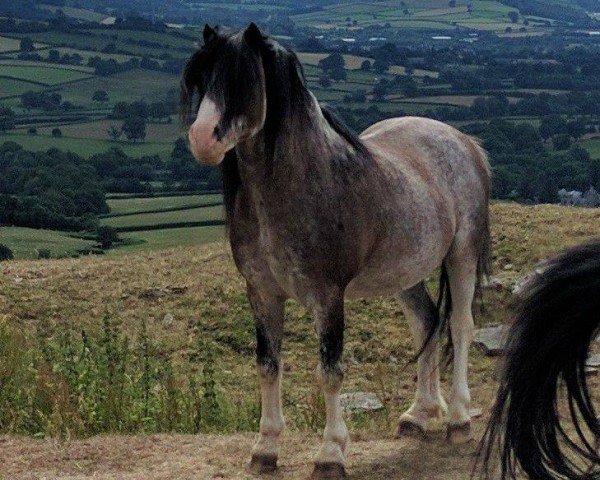 stallion Eppynt Silver Splash (Welsh mountain pony (SEK.A), 2004, from Eppynt Skyline) stallion Eppynt Silver Splash (Welsh mountain pony (SEK.A), 2004, from Eppynt Skyline)