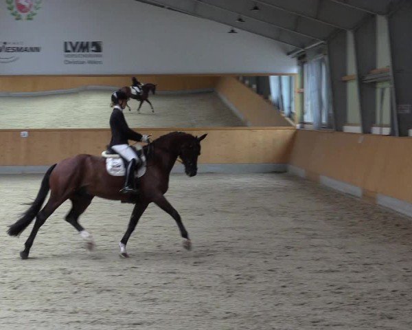 Reitturnier Münster-Amelsbüren 2024