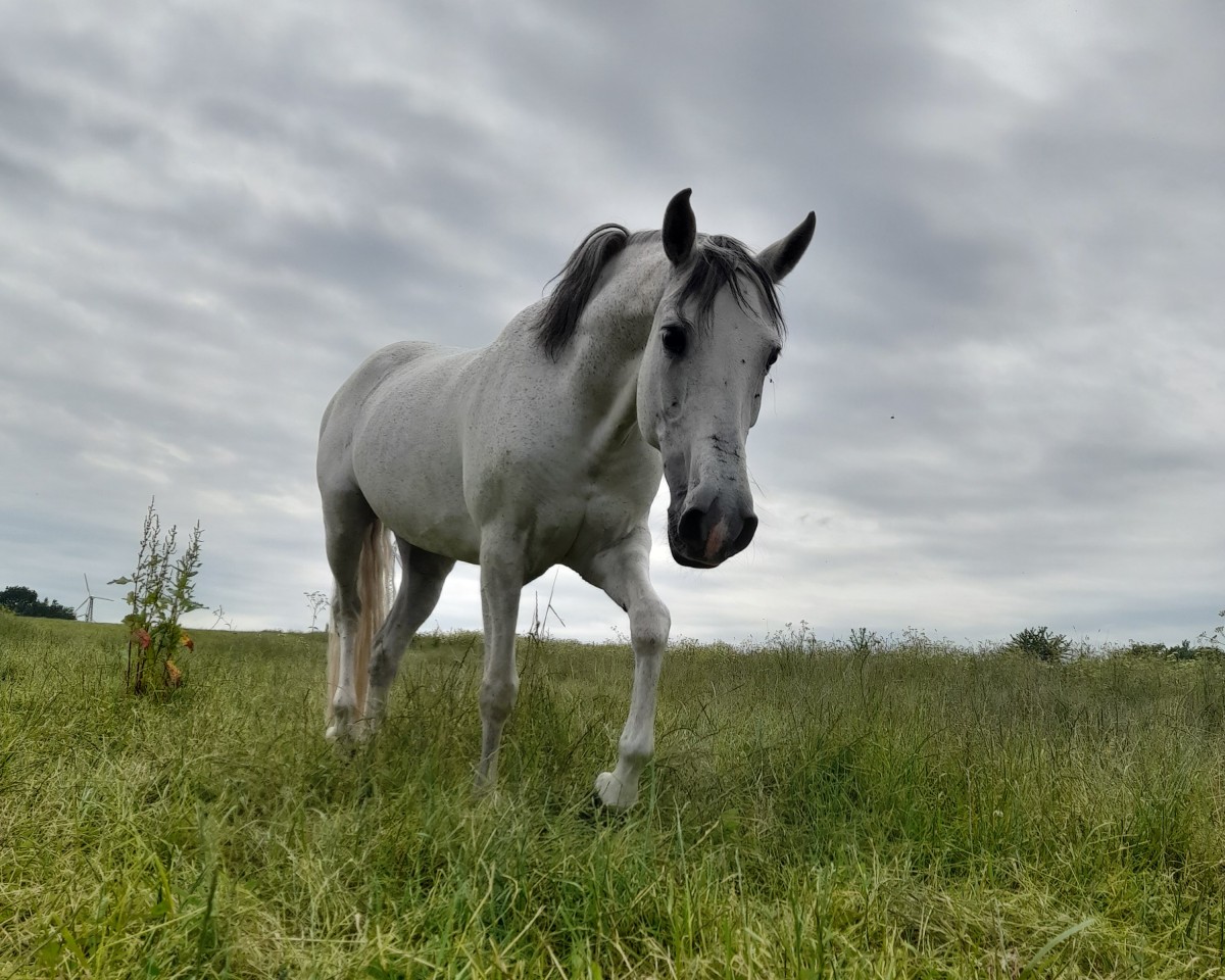 broodmare Cassandra (Holländisches riding ponies, 2013)