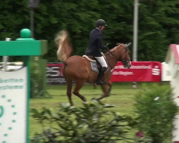 Pfingst-Dressur- und Springturnier 2013 des ZRFV Borken