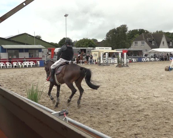 Reitturnier Behrendorf 2024