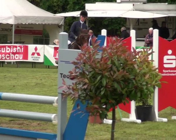 Pfingst-Dressur- und Springturnier 2013 des ZRFV Borken