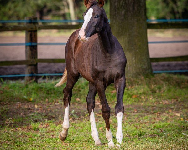 horse Frankenach Serafina (Westphalian, 2023, from Sir Donnerhall I)