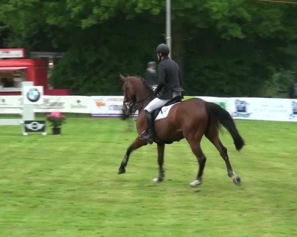 Pfingst-Dressur- und Springturnier 2013 des ZRFV Borken