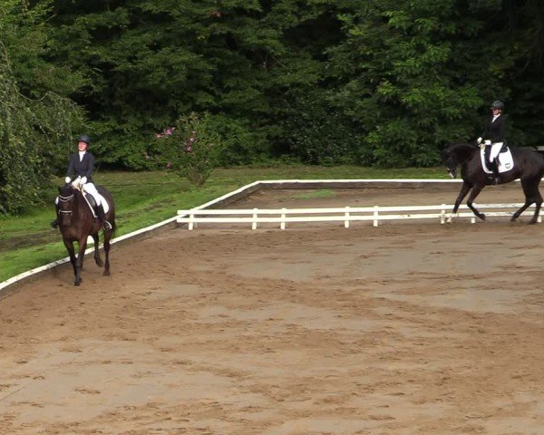 Reitturnier Vellinghausen 2024