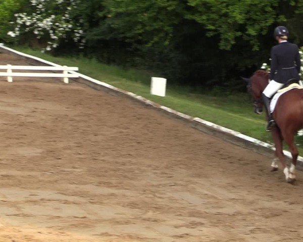 Reitturnier Vellinghausen 2024
