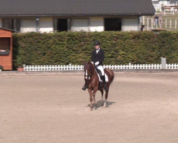 Reitturnier Gerasdorf bei Wien 2024