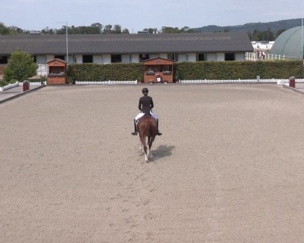 Reitturnier Gerasdorf bei Wien 2024