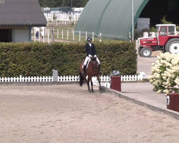 Reitturnier Gerasdorf bei Wien 2024