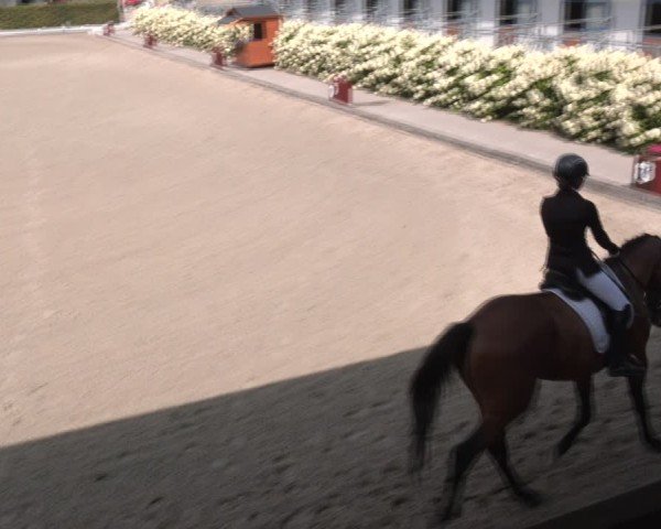 Reitturnier Gerasdorf bei Wien 2024