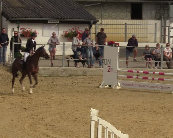 Reitturnier Castrop-Rauxel/Ober-Castrop 2024