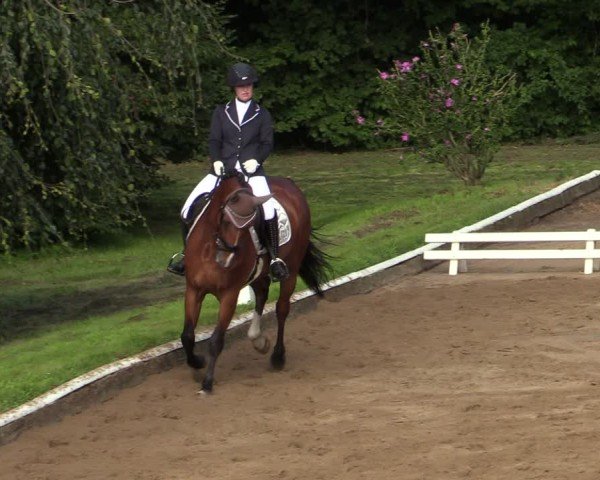 Reitturnier Vellinghausen 2024