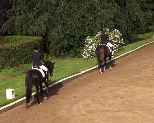 Reitturnier Vellinghausen 2024