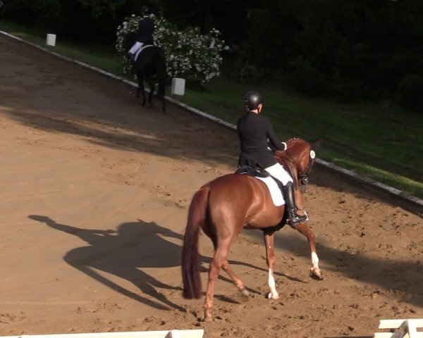 Reitturnier Vellinghausen 2024
