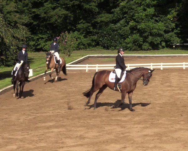 Reitturnier Vellinghausen 2024