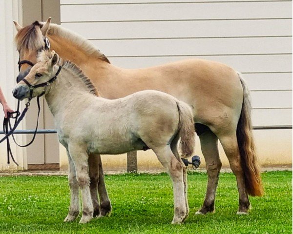 horse Stüv's Calle (Fjord Horse, 2024, from Catago)