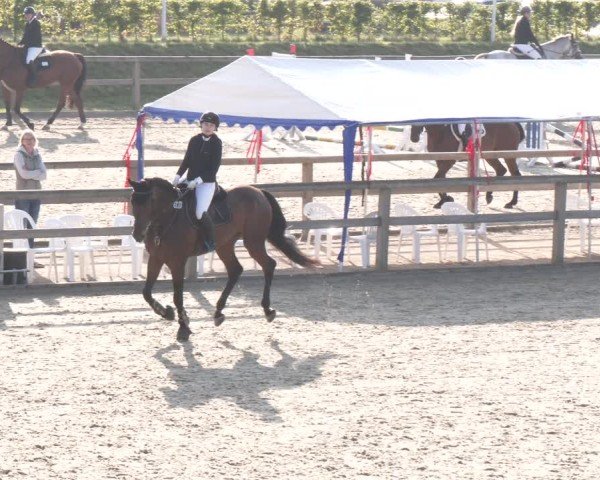 Reitturnier Münster-Amelsbüren 2024
