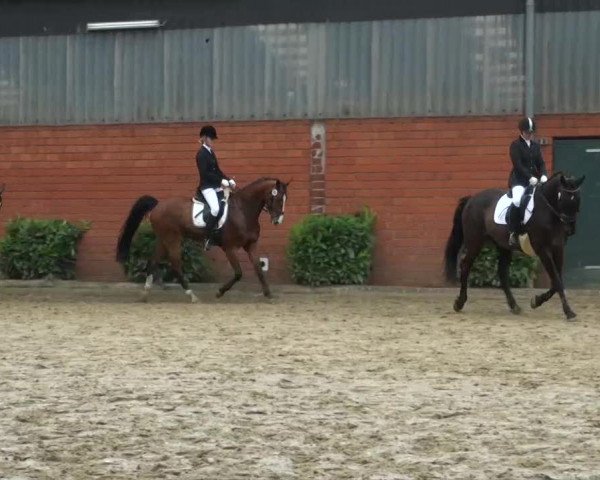 Pfingst-Dressur- und Springturnier 2013 des ZRFV Borken