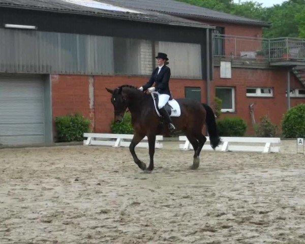 Pfingst-Dressur- und Springturnier 2013 des ZRFV Borken