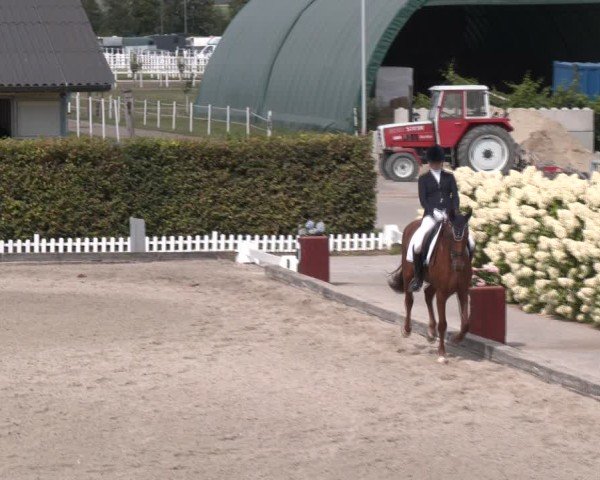 Reitturnier Gerasdorf bei Wien 2024