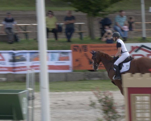 Reitturnier Halle - Seeben 2024