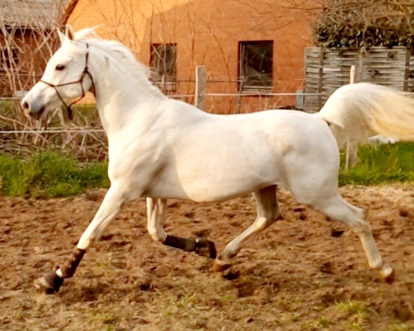 horse MONADEEHN KAHIR ox (Arabian purebred, 2006, from Messaoud 1979 ox)