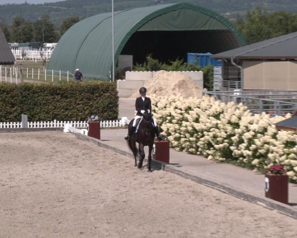 Reitturnier Gerasdorf bei Wien 2024