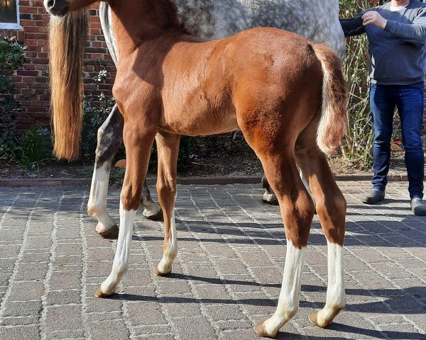 horse Hengst (Oldenburg, 2022, from Sir Donnerhall I)