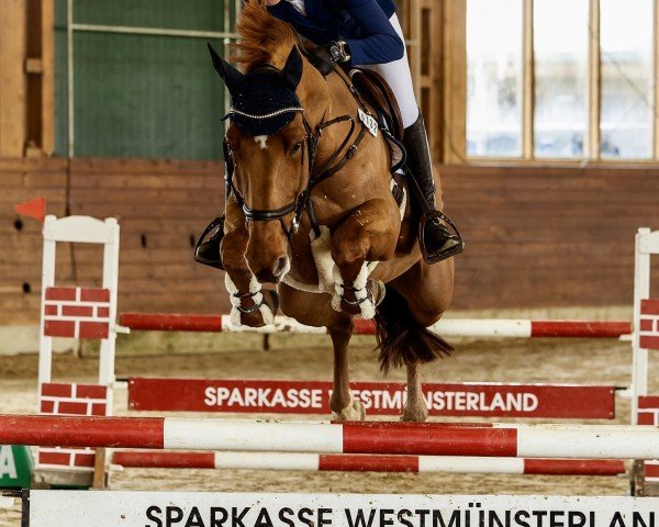 jumper Diamant's Dakota (Zangersheide riding horse, 2017, from Diamant de La Lande)