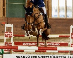 jumper Diamant's Dakota (Zangersheide riding horse, 2017, from Diamant de La Lande)